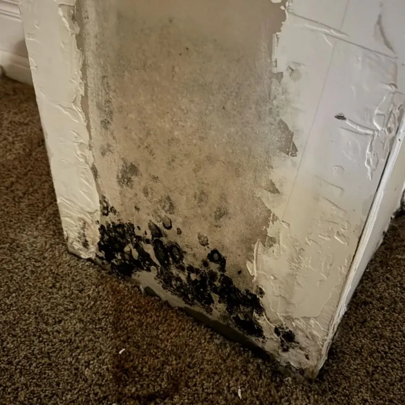 Professional Mold Removal in Lynchburg, MS